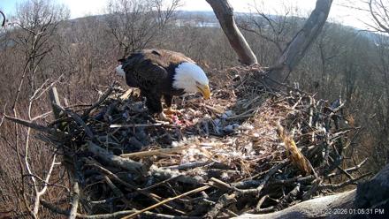 Hanover Eagles Live Cam - Jan 22, 2026, 1:05pm EST