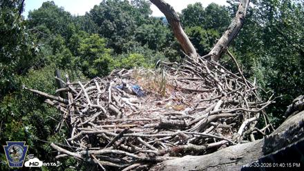 Hanover Eagles Live Cam - Jun 30, 2026, 1:42pm EDT