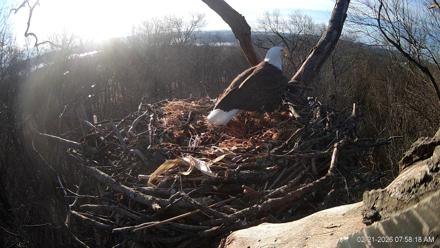 Hanover Eagles Live Cam - Feb 21, 2026, 7:58am EST