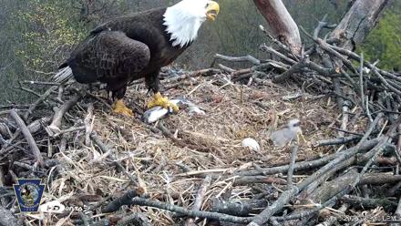 Hanover Eagles Live Cam - Apr 15, 2026, 3:32pm EDT