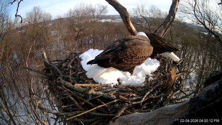 Hanover Eagles Live Cam - Feb 4, 2026, 4:01pm EST
