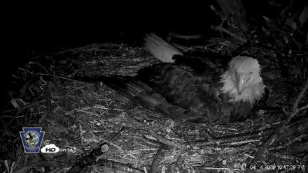 Hanover Eagles Live Cam - Apr 14, 2026, 10:49pm EDT