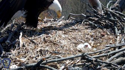 Hanover Eagles Live Cam - Apr 12, 2026, 1:28pm EDT
