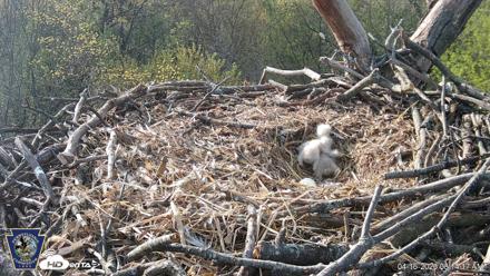 Hanover Eagles Live Cam - Apr 16, 2026, 8:15am EDT