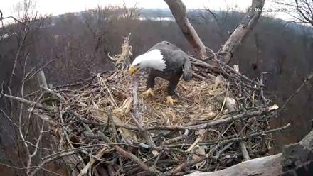 Hanover Eagles Live Cam - Dec 10, 2025, 8:30am EST