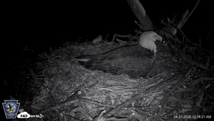 Hanover Eagles Live Cam - Apr 21, 2026, 12:16am EDT