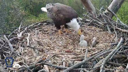 Hanover Eagles Live Cam - Apr 20, 2026, 9:31am EDT