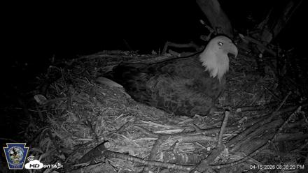 Hanover Eagles Live Cam - Apr 15, 2026, 8:36pm EDT
