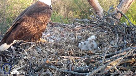 Hanover Eagles Live Cam - Apr 17, 2026, 7:00pm EDT