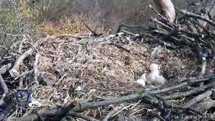Hanover Eagles Live Cam - Apr 12, 2026, 4:56pm EDT