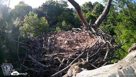 Hanover Eagles Live Cam - May 13, 2026, 8:08am EDT