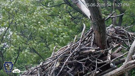 Hanover Eagles Live Cam - May 6, 2026, 4:12pm EDT