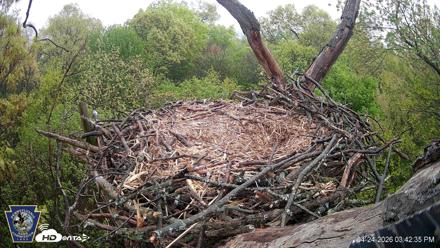 Hanover Eagles Live Cam - Apr 24, 2026, 3:42pm EDT