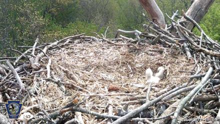 Hanover Eagles Live Cam - Apr 20, 2026, 12:12pm EDT
