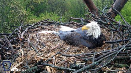 Hanover Eagles Live Cam - Apr 19, 2026, 7:47am EDT