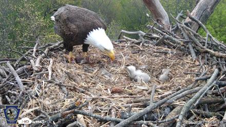 Hanover Eagles Live Cam - Apr 20, 2026, 12:49pm EDT
