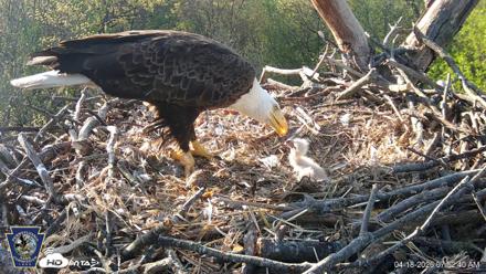 Hanover Eagles Live Cam - Apr 18, 2026, 7:52am EDT