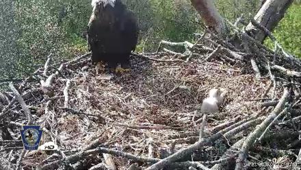 Hanover Eagles Live Cam - Apr 20, 2026, 9:14am EDT