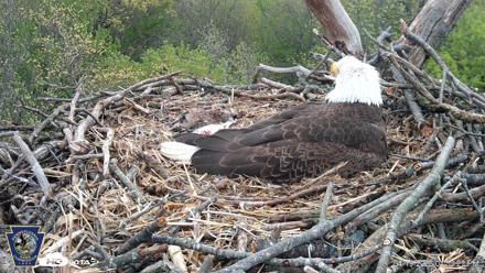 Hanover Eagles Live Cam - Apr 19, 2026, 1:53pm EDT