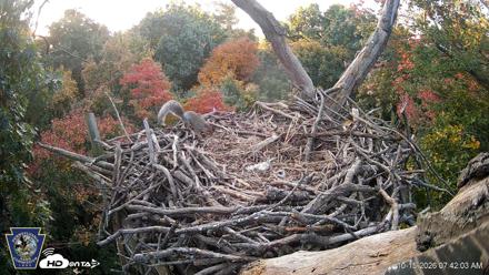 Hanover Eagles Live Cam - Oct 15, 2026, 7:43am EDT