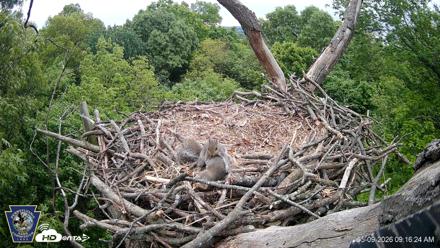 Hanover Eagles Live Cam - May 9, 2026, 9:17am EDT