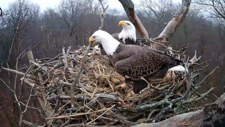 Hanover Eagles Live Cam - Dec 27, 2025, 7:46am EST