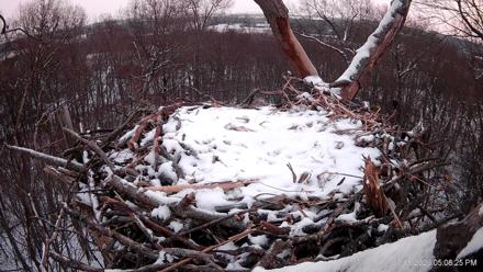 Hanover Eagles Live Cam - Jan 18, 2026, 5:08pm EST
