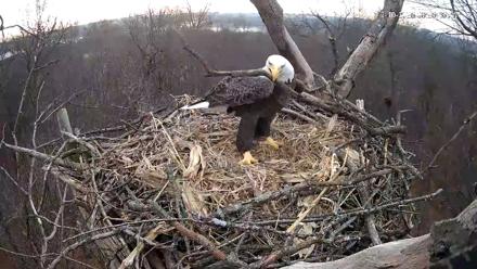 Hanover Eagles Live Cam - Dec 10, 2025, 8:26am EST