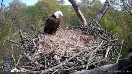 Hanover Eagles Live Cam - Apr 21, 2026, 3:12pm EDT