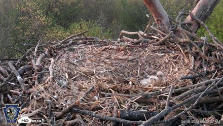 Hanover Eagles Live Cam - Apr 18, 2026, 6:14am EDT