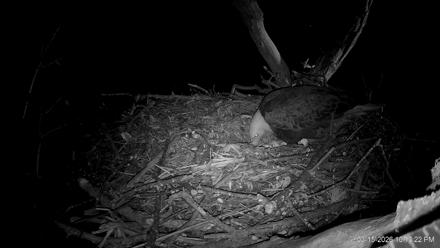 Hanover Eagles Live Cam - Mar 15, 2026, 10:13pm EDT