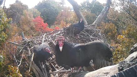 Hanover Eagles Live Cam - Oct 23, 2025, 10:58am EDT