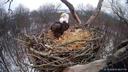 Hanover Eagles Live Cam - Feb 16, 2026, 1:58pm EST