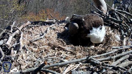 Hanover Eagles Live Cam - Apr 11, 2026, 3:09pm EDT