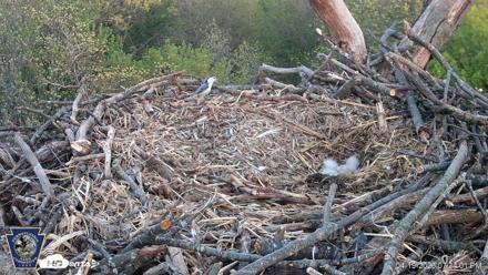 Hanover Eagles Live Cam - Apr 19, 2026, 7:34pm EDT