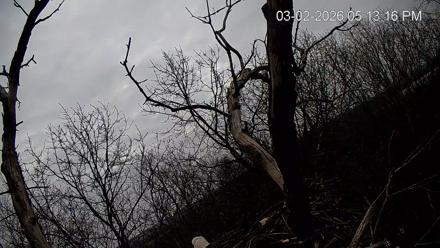 Hanover Eagles Live Cam - Mar 2, 2026, 5:14pm EST