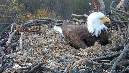 Hanover Eagles Live Cam - Apr 14, 2026, 6:34am EDT