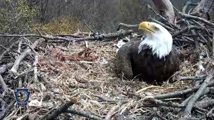 Hanover Eagles Live Cam - Apr 13, 2026, 3:01pm EDT