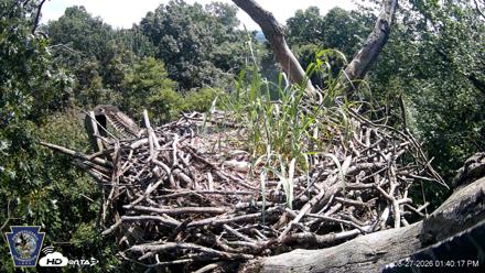 Hanover Eagles Live Cam - Aug 27, 2026, 1:41pm EDT