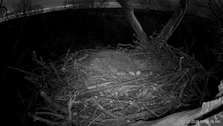 Hanover Eagles Live Cam - Mar 30, 2026, 6:42am EDT
