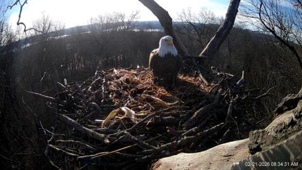 Hanover Eagles Live Cam - Feb 21, 2026, 8:34am EST