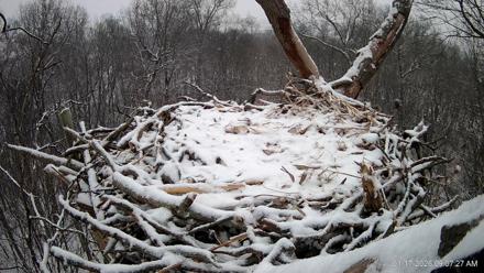 Hanover Eagles Live Cam - Jan 17, 2026, 9:07am EST