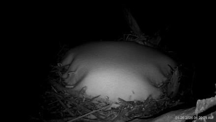 Hanover Eagles Live Cam - Jan 26, 2026, 6:21am EST