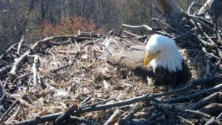 Hanover Eagles Live Cam - Apr 10, 2026, 10:11am EDT