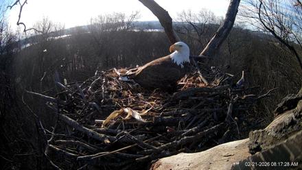 Hanover Eagles Live Cam - Feb 21, 2026, 8:17am EST