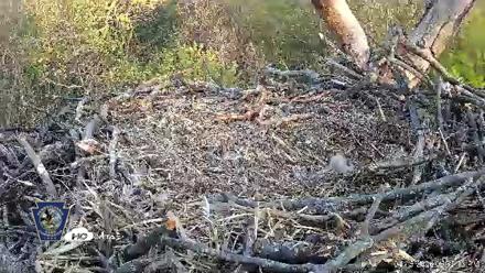 Hanover Eagles Live Cam - Apr 16, 2026, 6:51pm EDT