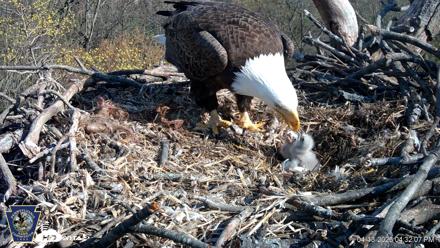 Hanover Eagles Live Cam - Apr 13, 2026, 4:32pm EDT