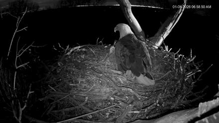 Hanover Eagles Live Cam - Jan 4, 2026, 6:59am EST