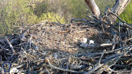 Hanover Eagles Live Cam - Apr 16, 2026, 6:00pm EDT