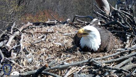 Hanover Eagles Live Cam - Apr 10, 2026, 3:16pm EDT